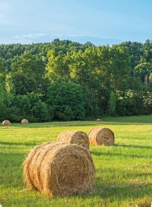 Foin de prairie