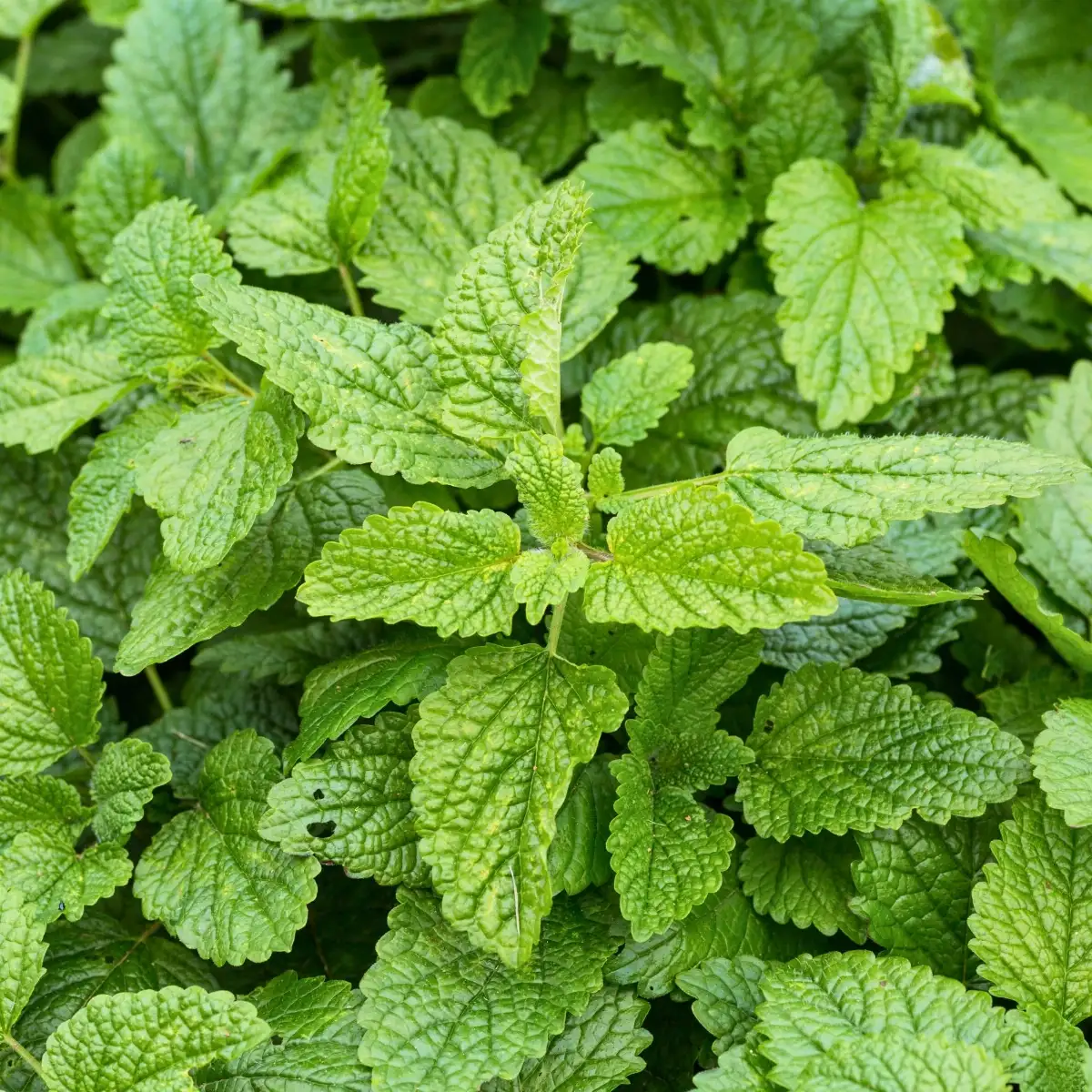 Mélisse citronnée