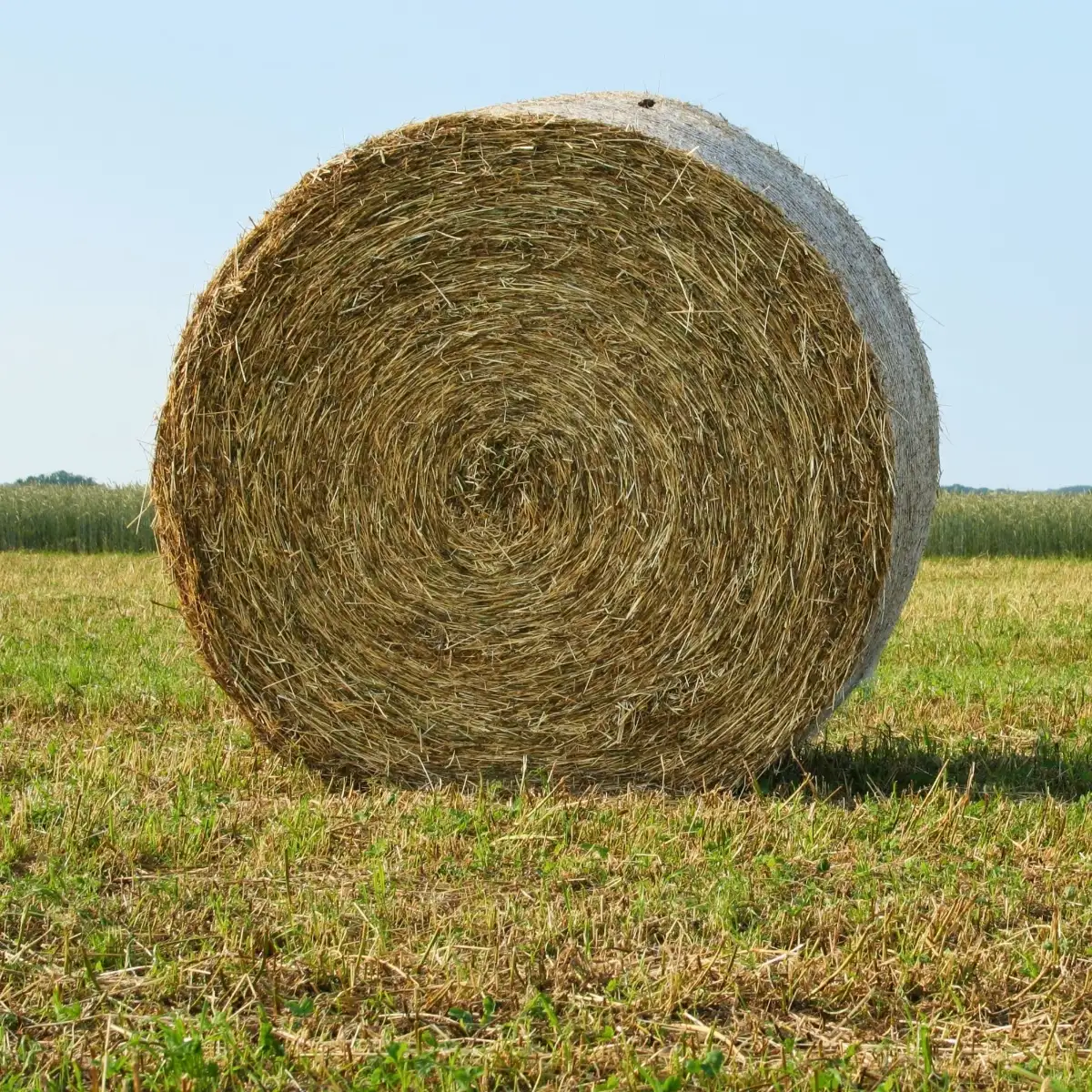 Foin de prairie